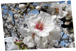 Agrigento - Mandorlo in fiore